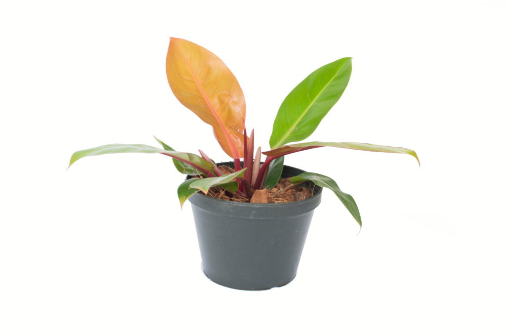 Philodendron Prince of Orange Pflege