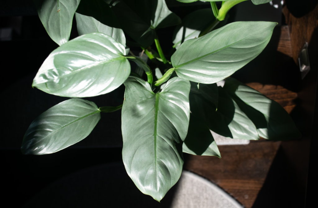 Philodendron Silver Sword
