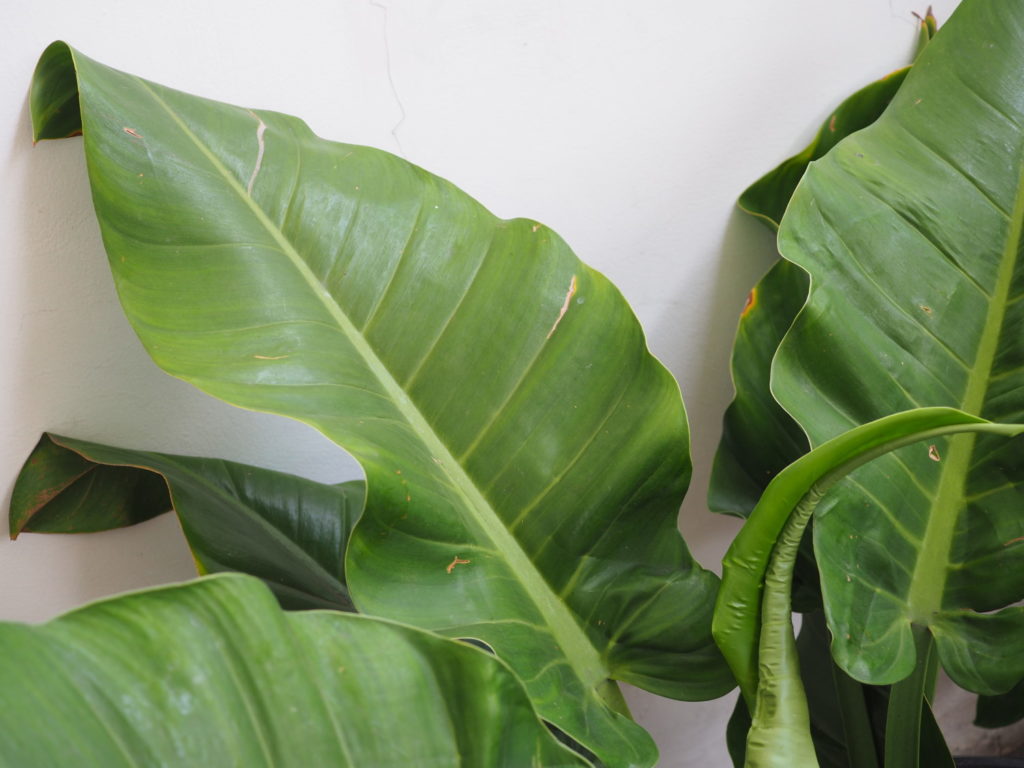 Philodendron Imperial Green Blatt