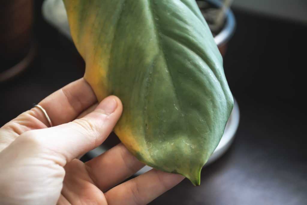 gelbe Blätter Philodendron Hastatum