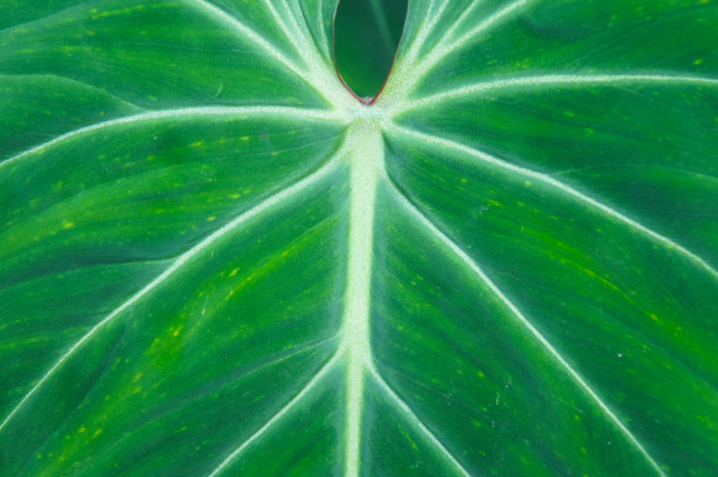 Gloriosum Philodendron Blatt Nahaufnahme