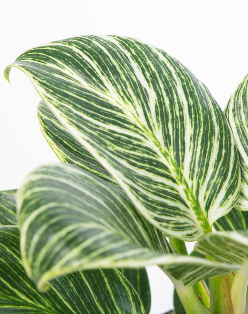 Philodendron Birkin Blatt Nahaufnahme