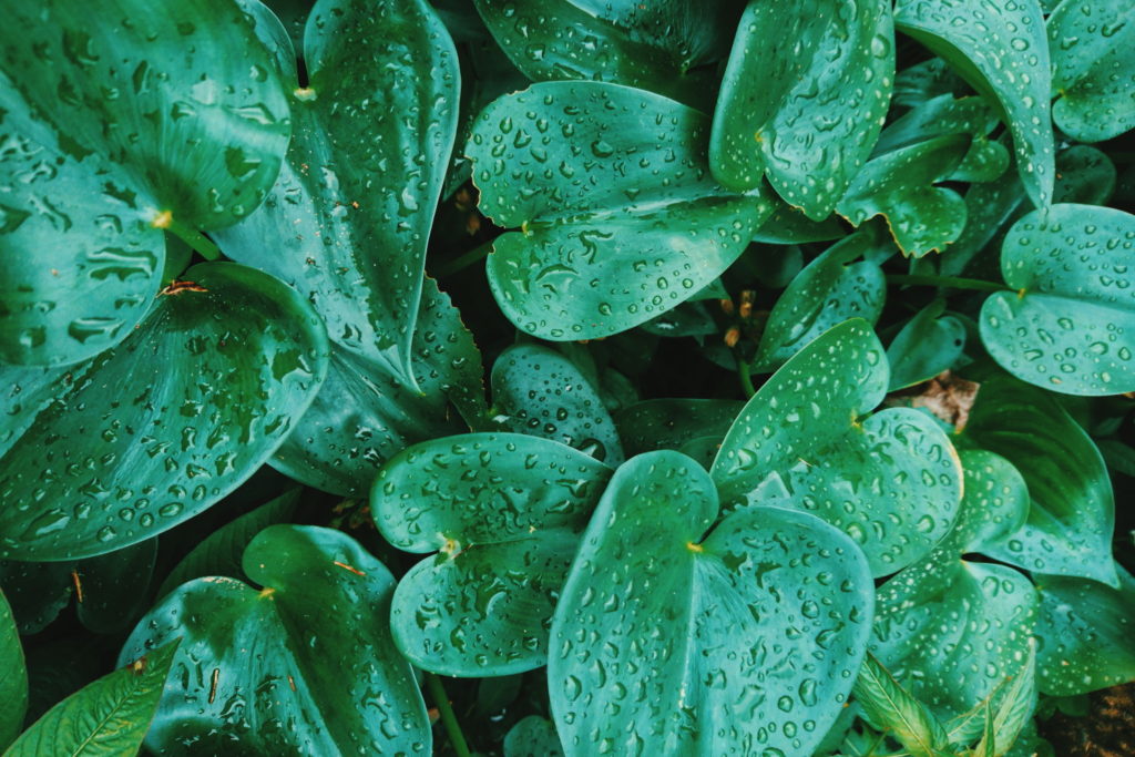 Philodendron Cordatum