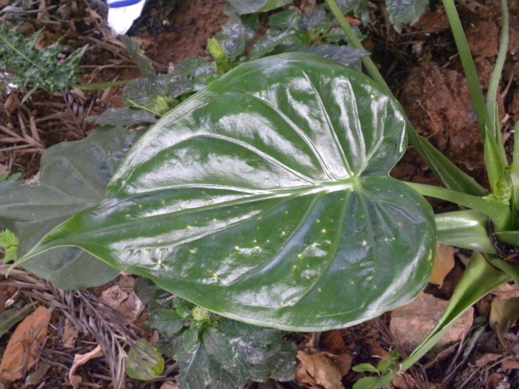 Philodendron Cordatum Blatt