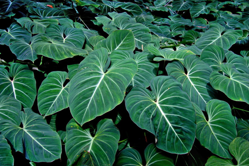 Philodendron Gloriosum