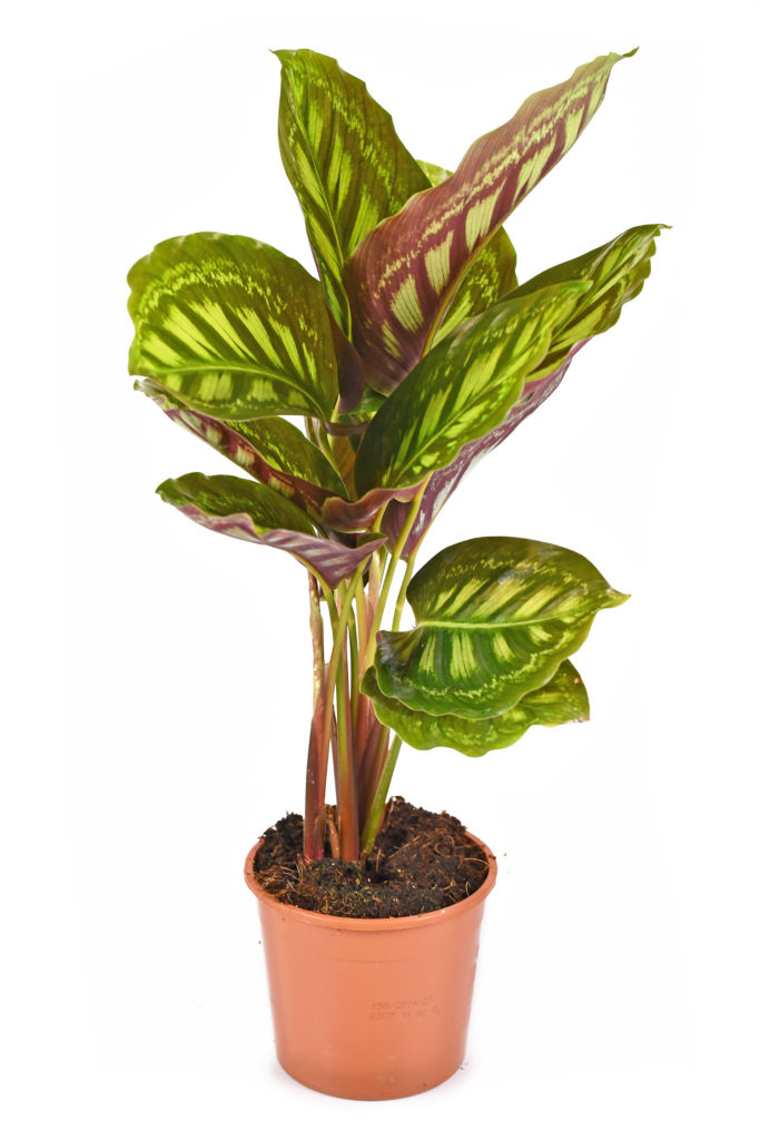 Calathea Flamestar bewegt sich