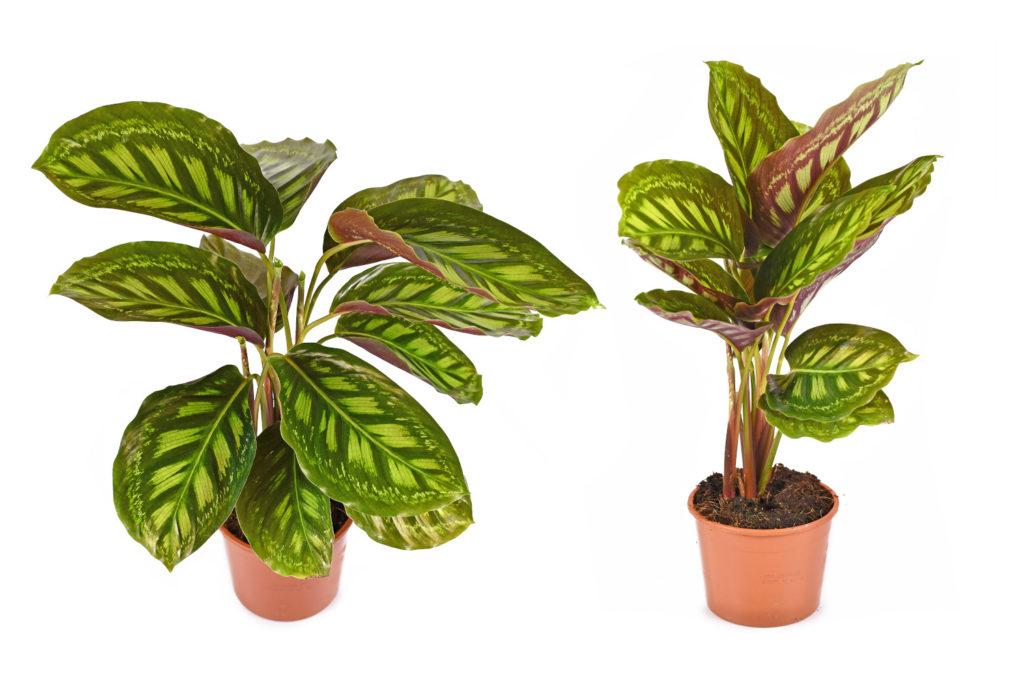 Calathea Flamestar Stellung der Blätter