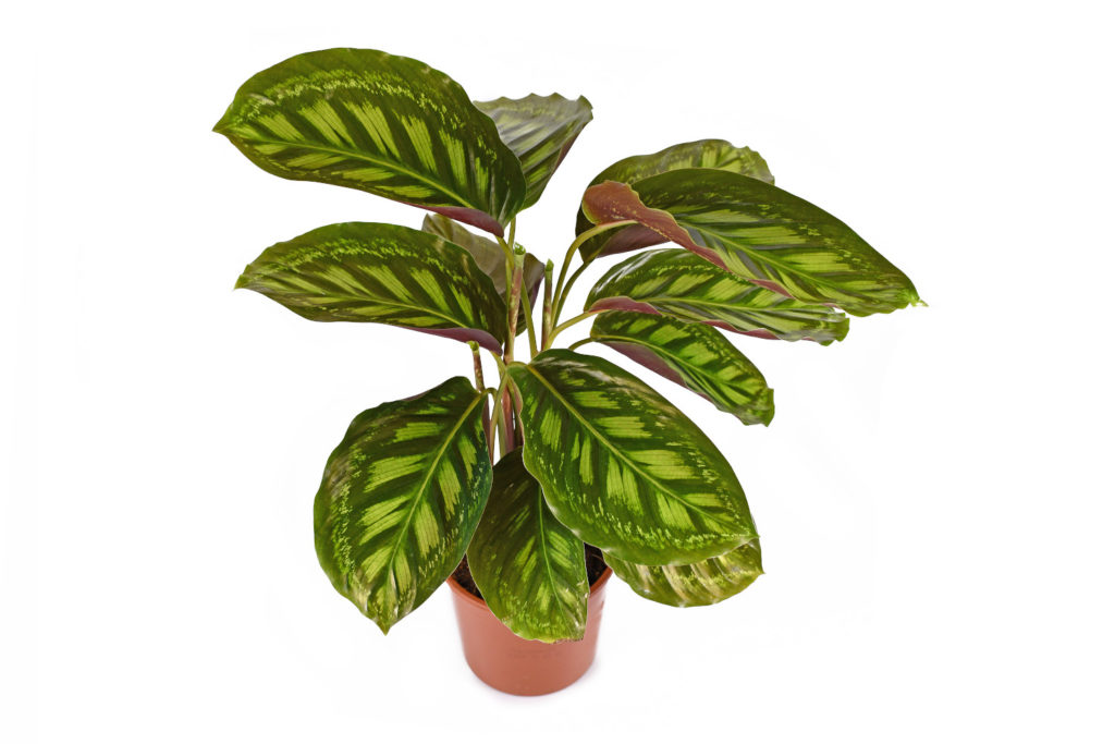 Pflege von Calathea Flamestar