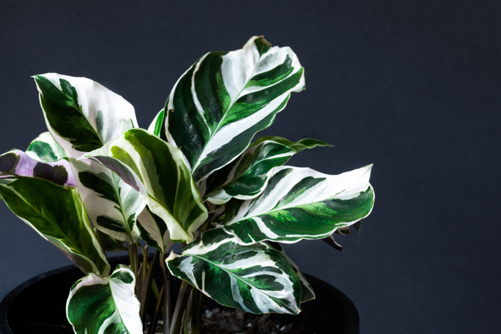 Calathea Fusion Weiß