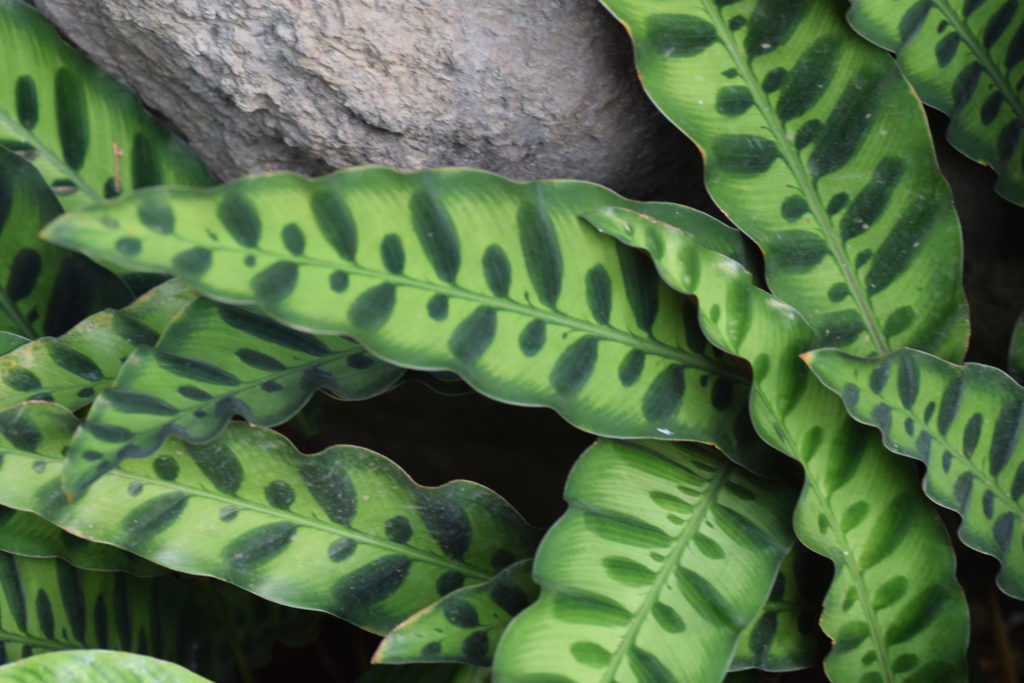 Calathea Lancifolia Insigne
