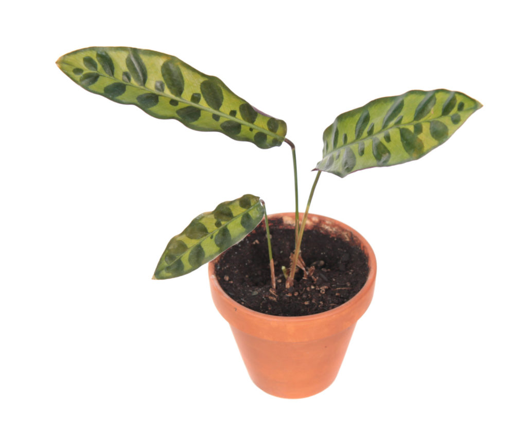 Calathea Lancifolia Insigne