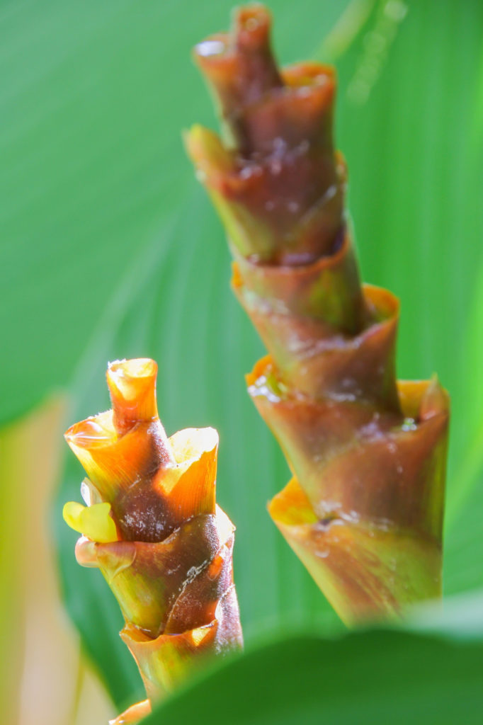 Calathea Lancifolia bloem