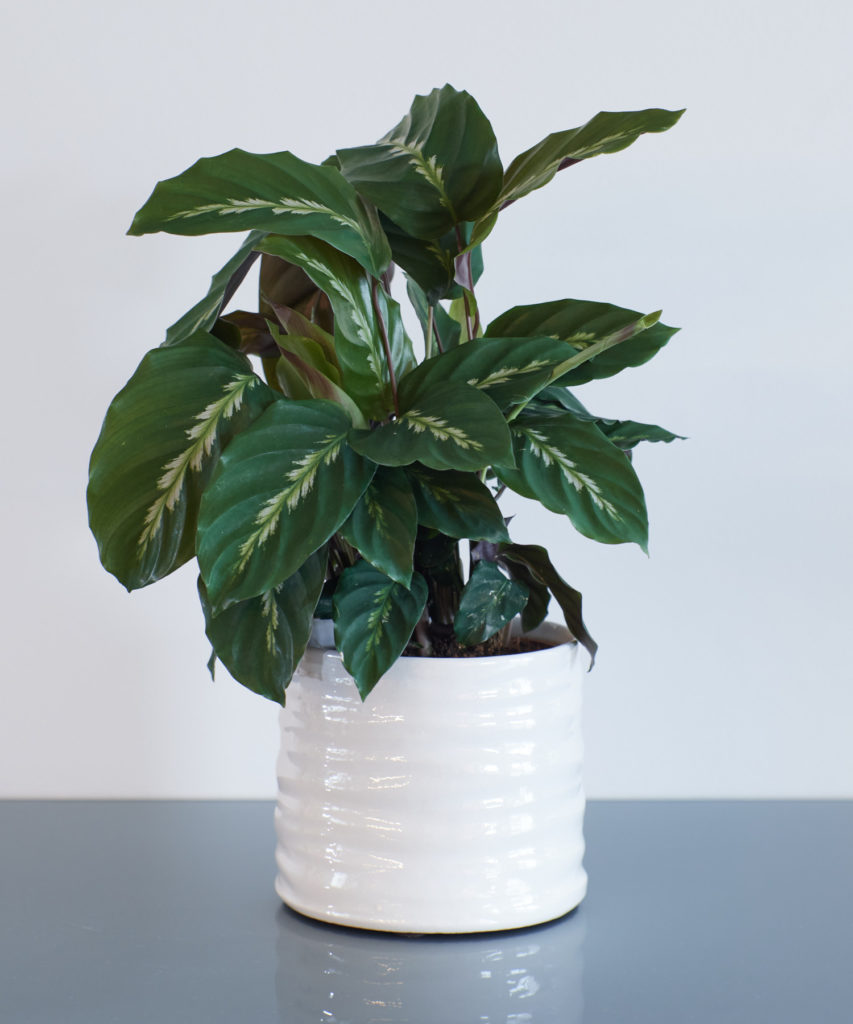 Calathea Louisae