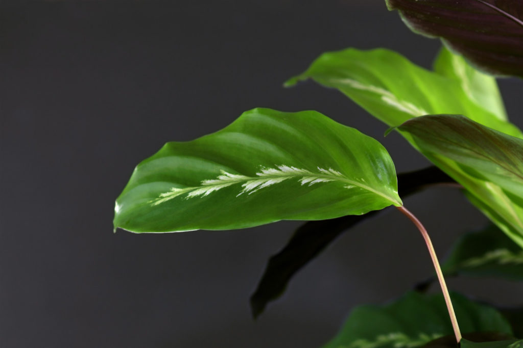 Calathea Louisae