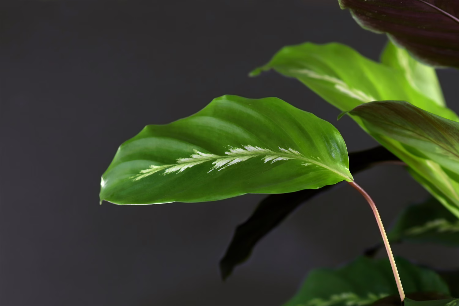 Calathea Louisae
