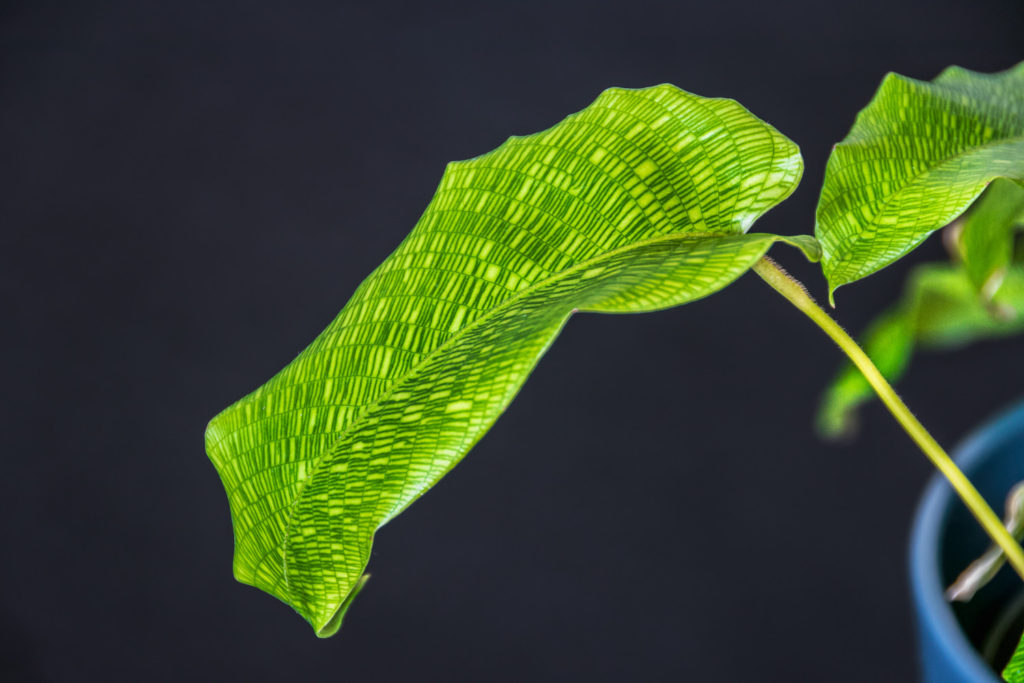 Calathea Musaica Network