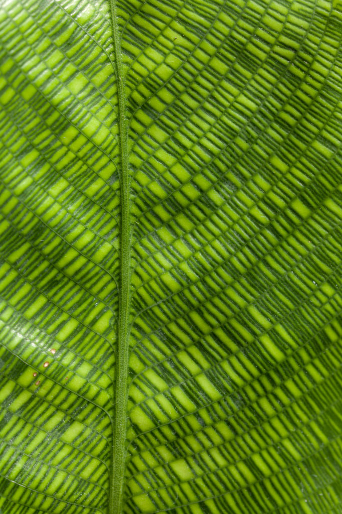 Calathea Musaica Network Nahaufnahme