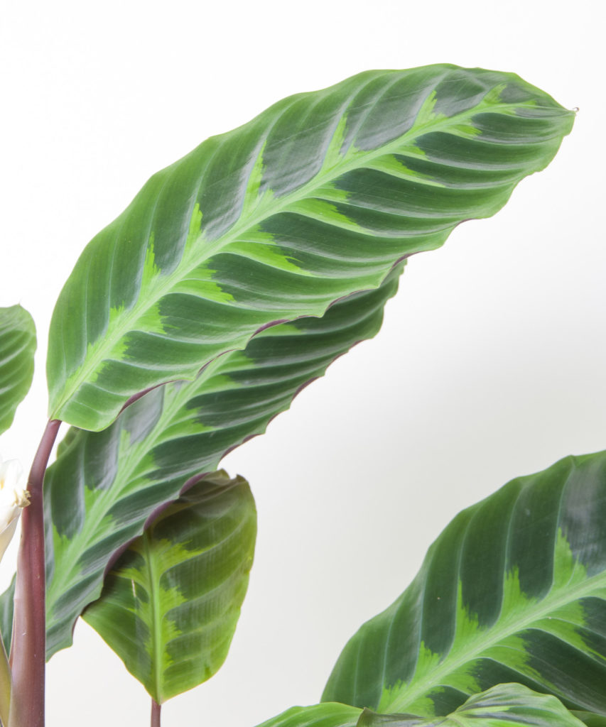Calathea Warscewiczii