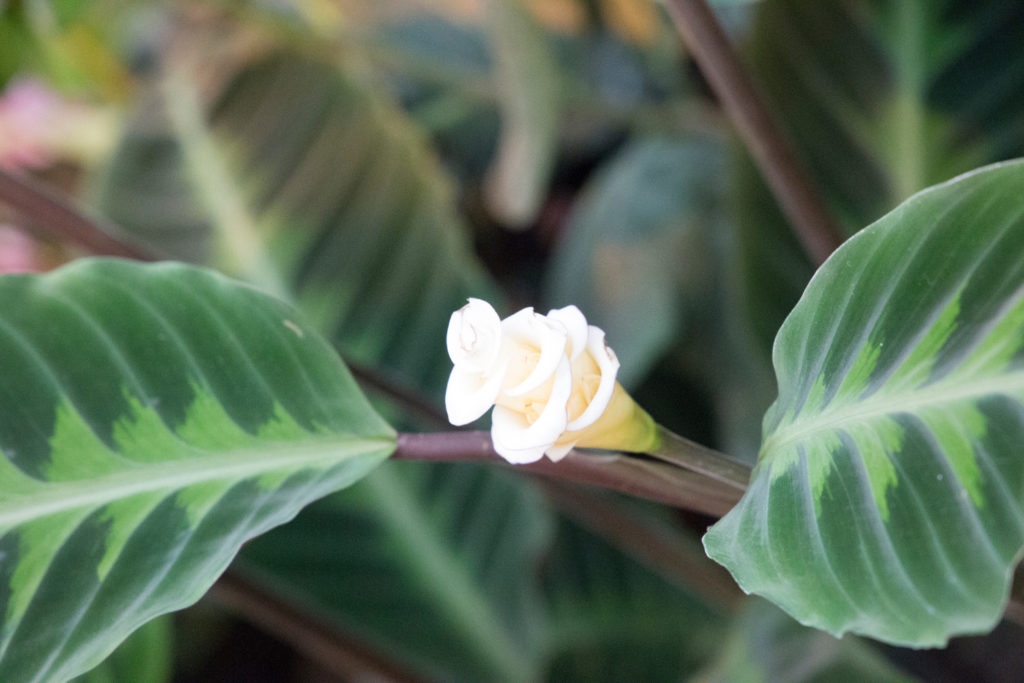 Calathea Warscewiczii