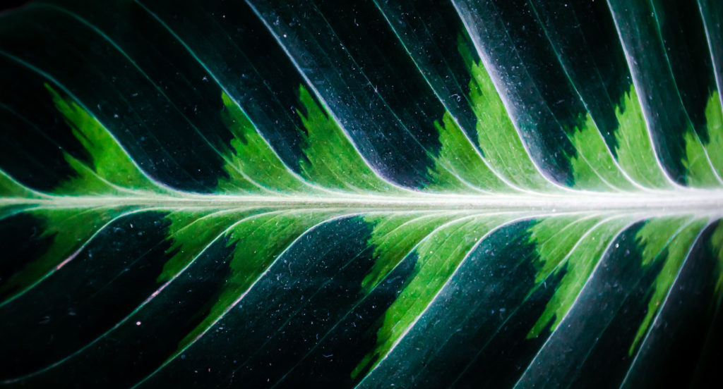 Calathea Warscewiczii Blatt