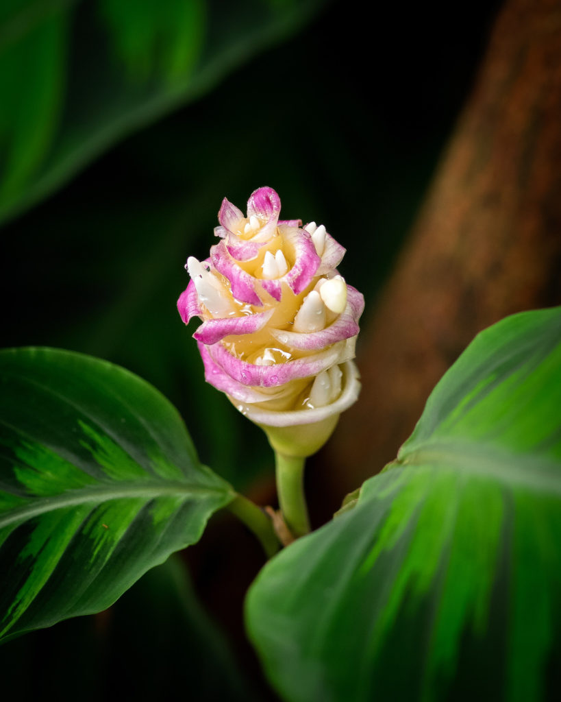 Blüte der Calathea Warscewiczii