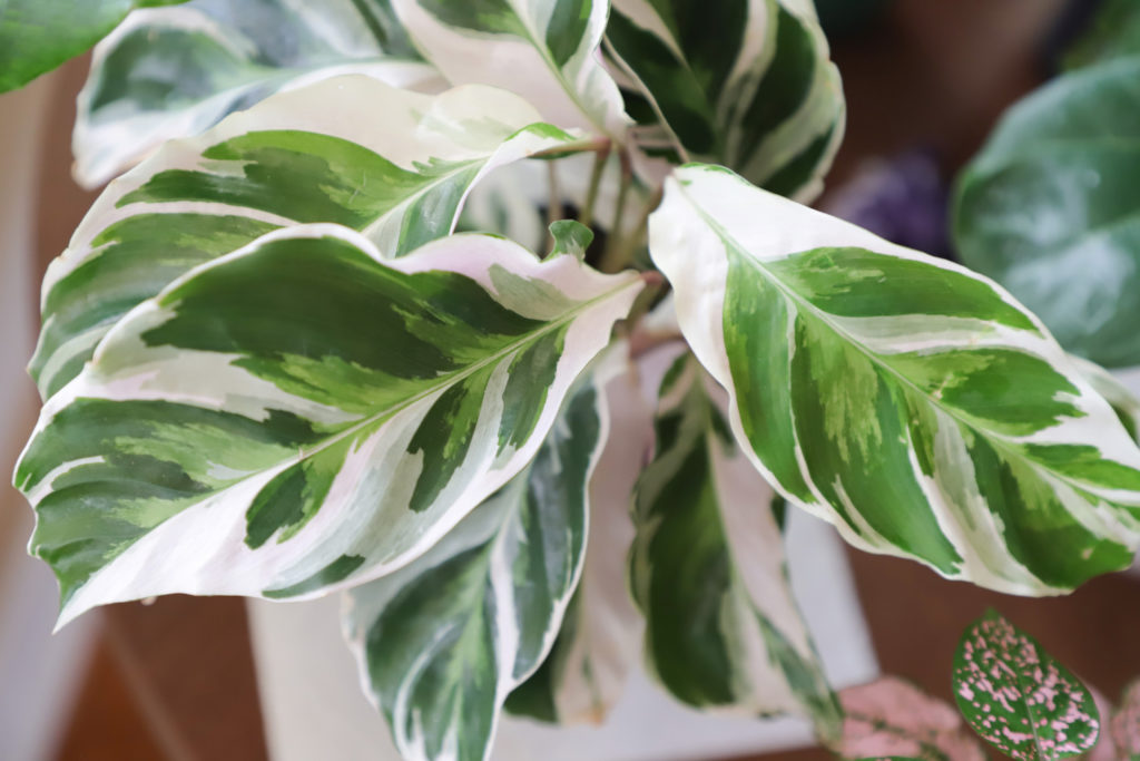 Calathea lietzei weißer Schmelz