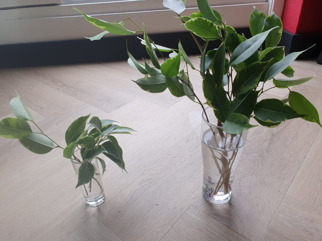 Ficus Benjamina-Stecklinge auf Wasser