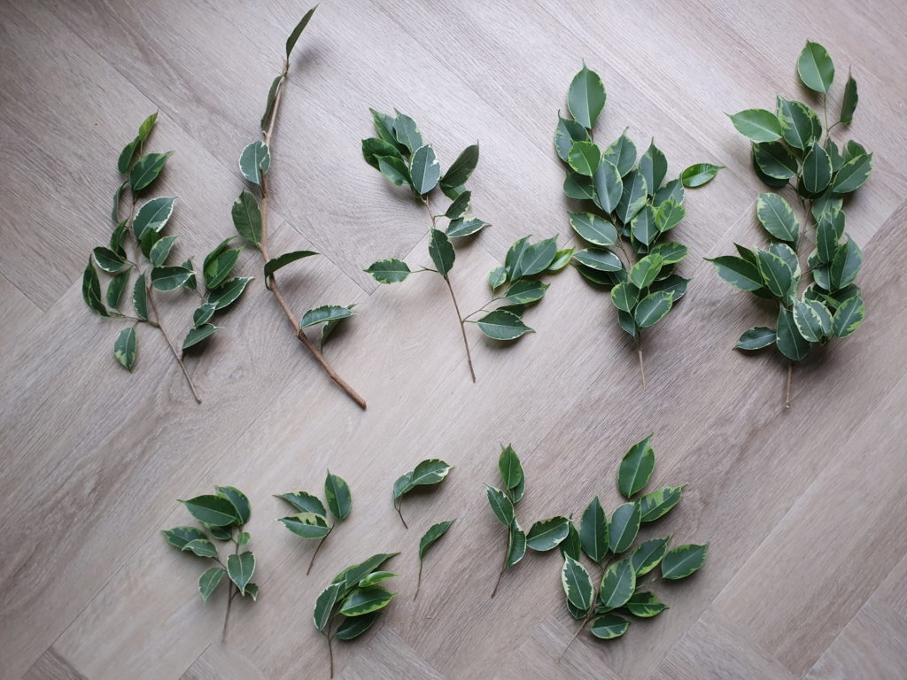 Ficus Benjamina-Stecklinge geteilt