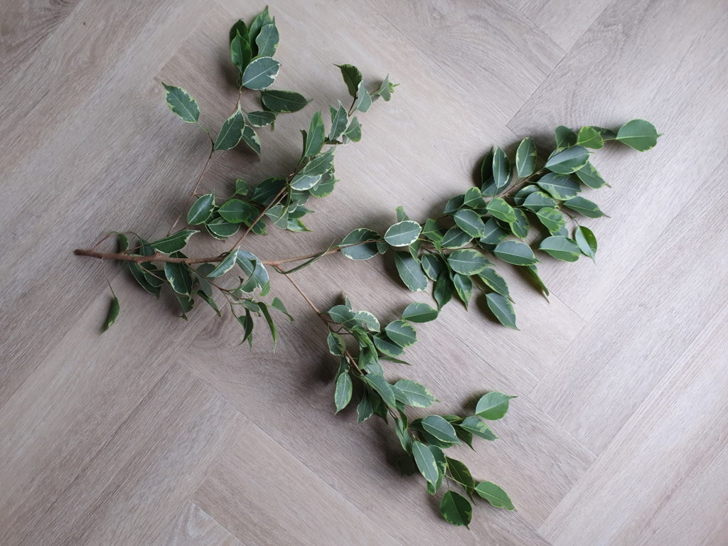 Ficus Benjamina-Stecklinge von einem großen Zweig