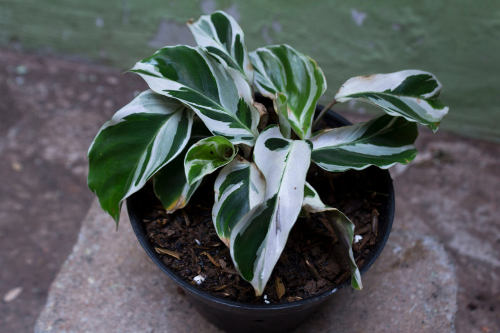 Fusion Weiß Calathea