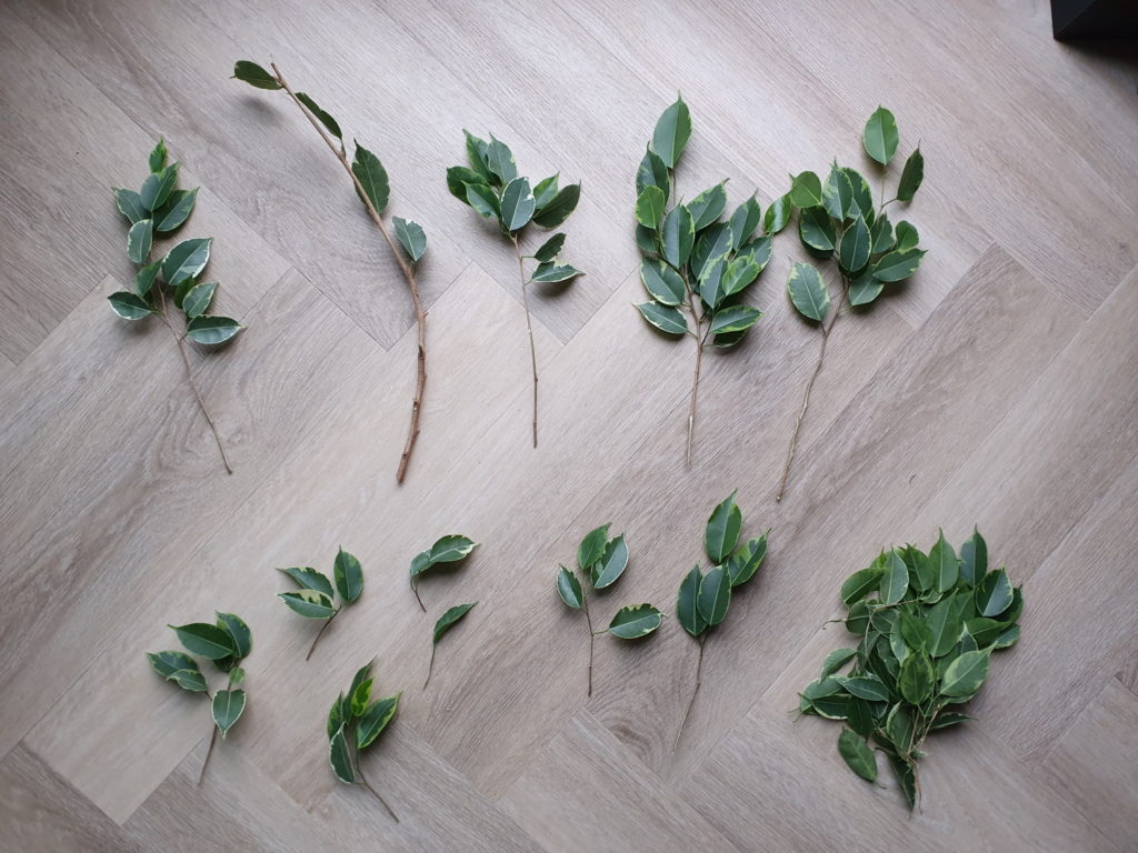 Entfernen der Blätter von Ficus Benjamina-Stecklingen