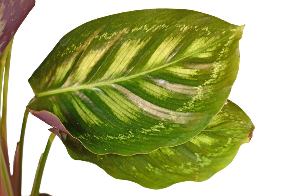Calathea Flamestar