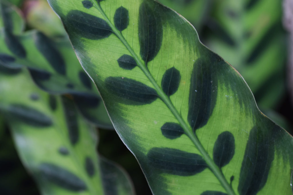calathea insignis
