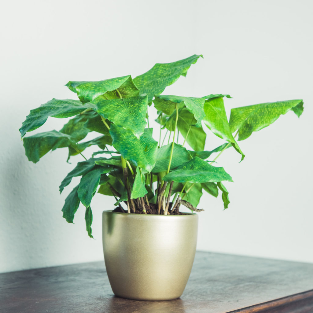 Calathea Network