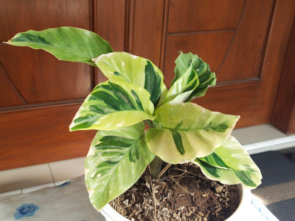 Calathea Fusion Weiße Zitrone