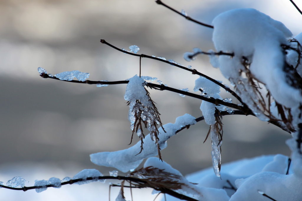 Japanischer Ahorn im Winter