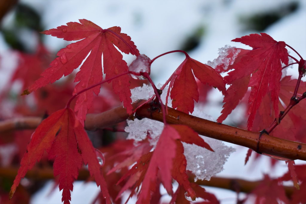 Japanischer Ahorn Winter