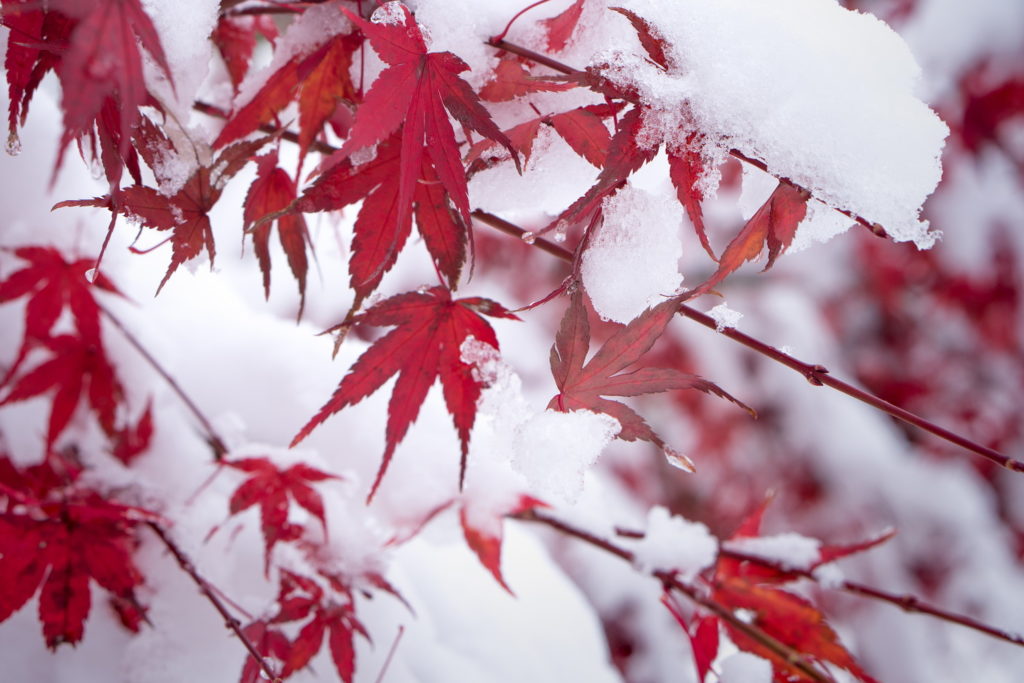 Japanischer Ahorn winterhart