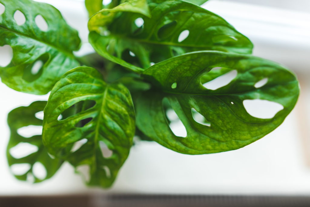 Monstera gele bladeren