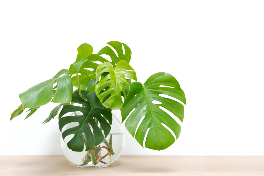 Monstera stekken