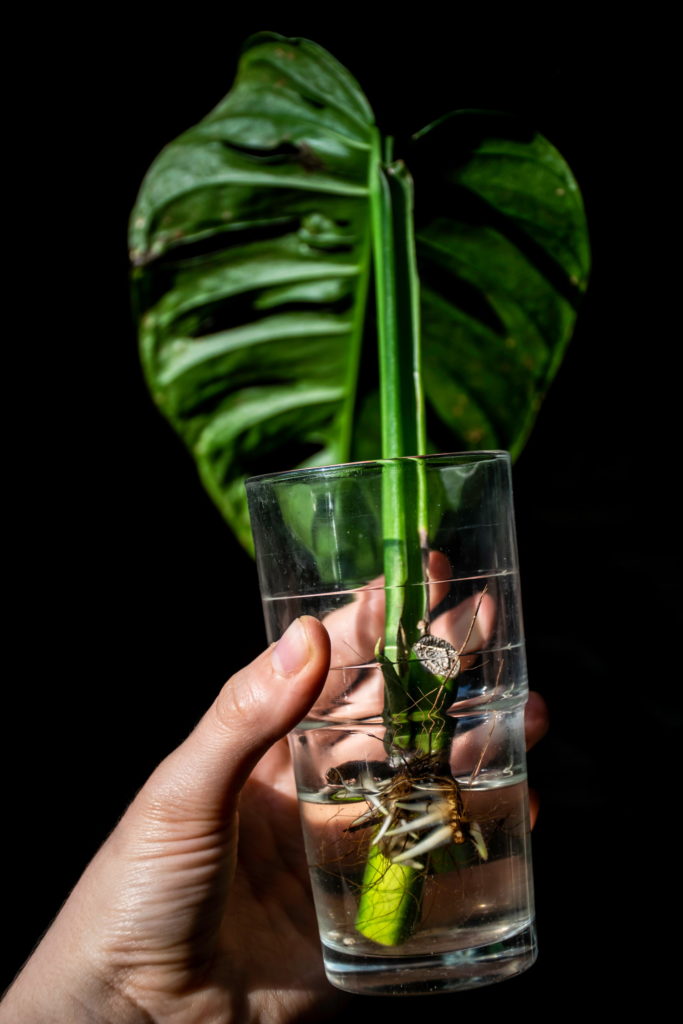 monstera stekken in water