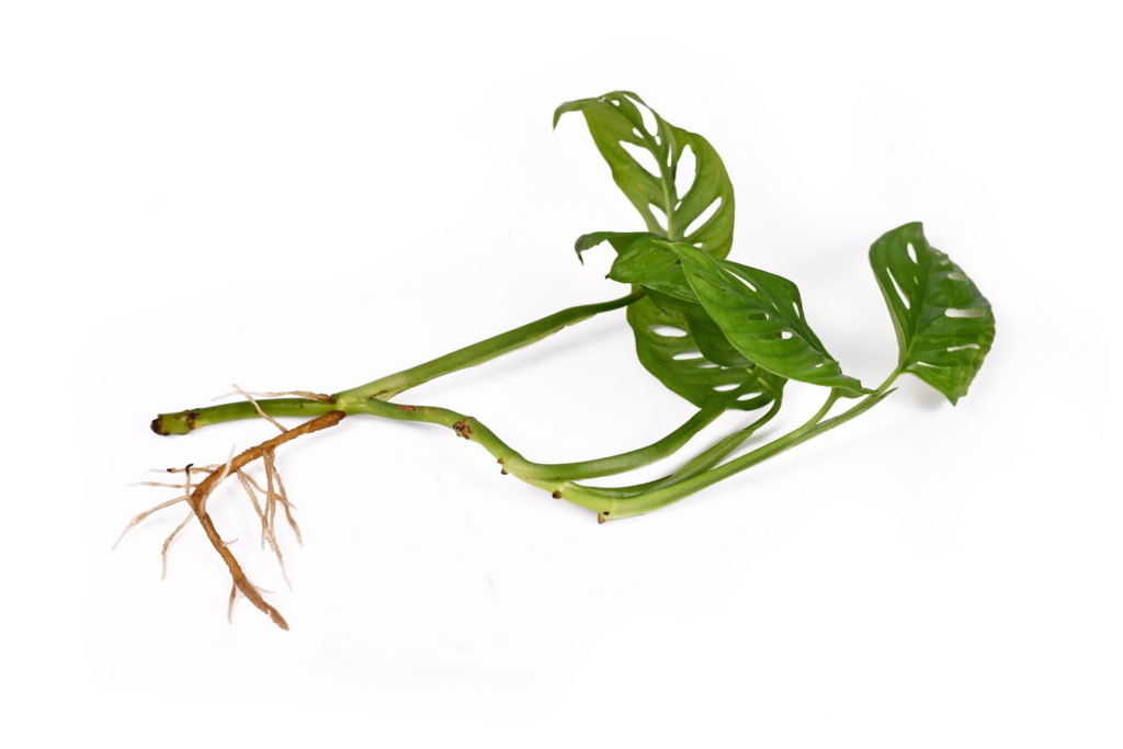 monstera stekken met nieuwe wortels