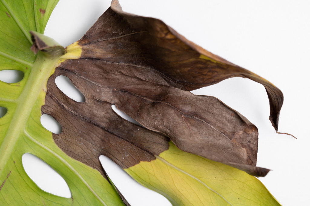 gele bladeren monstera