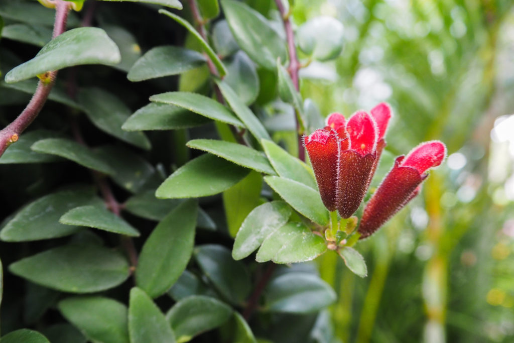 Aeschynanthus Japhrolepis
