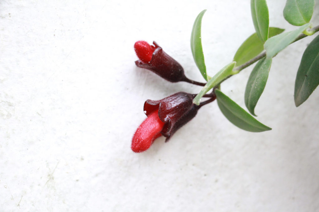 Aeschynanthus Japhrolepis Blüte