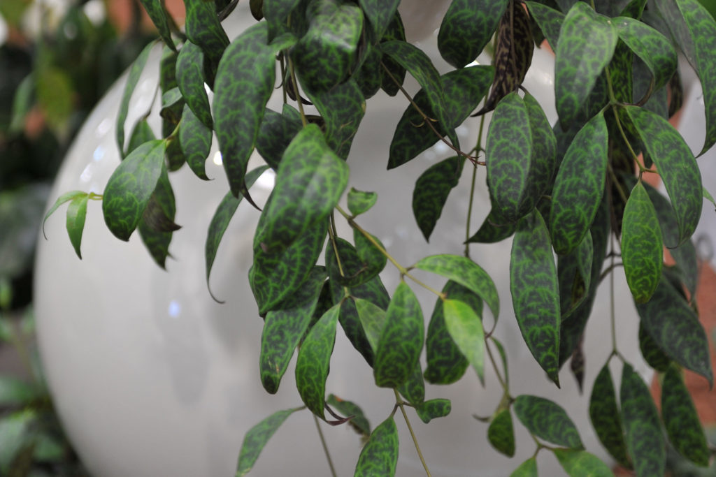 Aeschynanthus Marmoratus verzorging