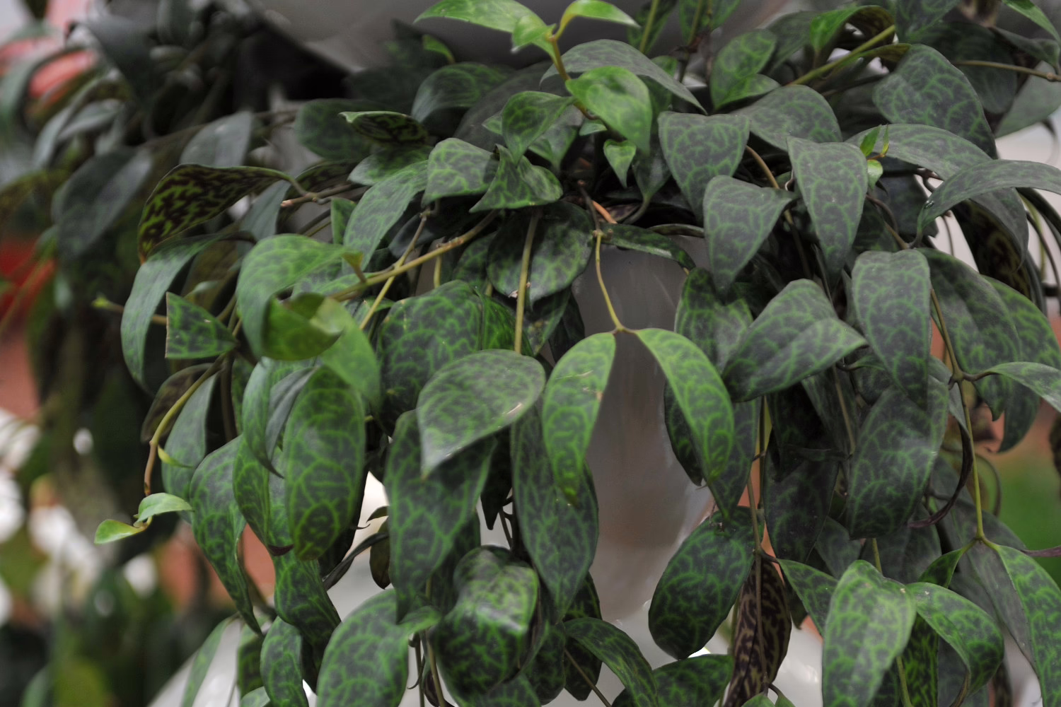 Aeschynanthus Marmoratus