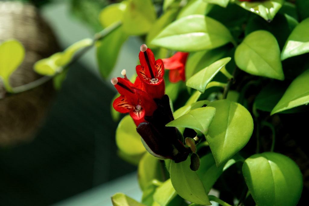 Aeschynanthus Mona Lisa