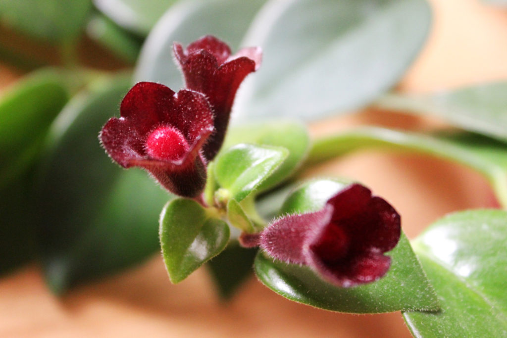 Aeschynanthus Mona Lisa Blume