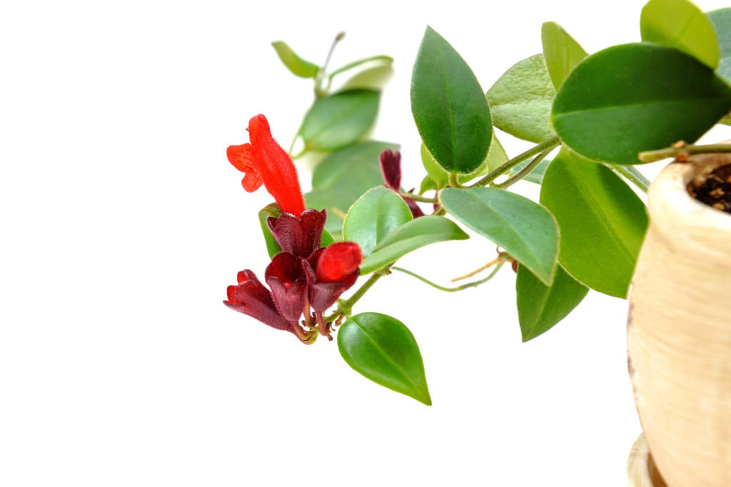 Aeschynanthus Mona Lisa Zweig